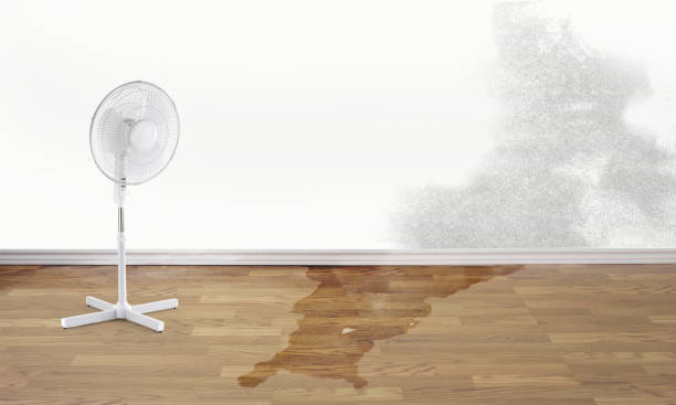 Best Ceiling water damage repair  in Rupert, WV